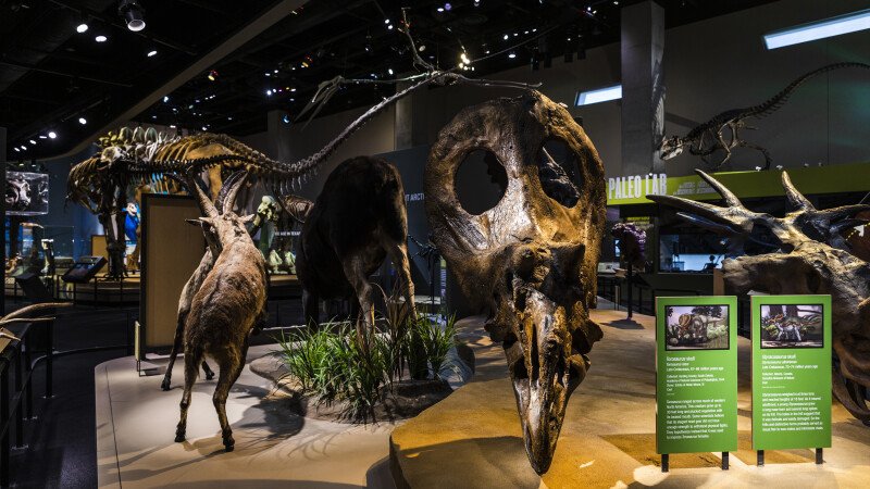 Perot